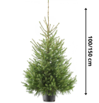 MEGA Blauwspar Met kluit XL 100- 150 CM