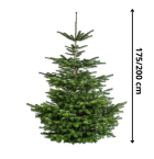 MEGA Nordmann 175 - 200