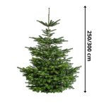 MEGA Nordmann XXL  250-  300