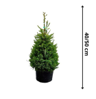 MEGA Omorika XS 40-50