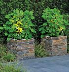 Rusty Slate bloembak 50x50x50 cm. recht