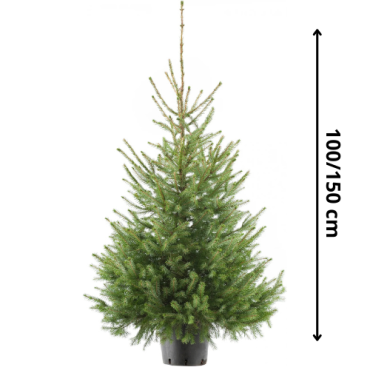 MEGA Blauwspar Met kluit XL 100- 150 CM