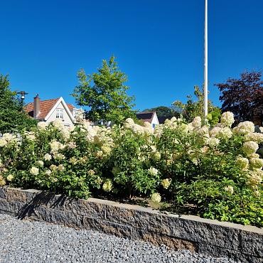 Splitrock XL 15x15x60 cm 2.0 musselkalk