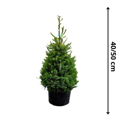 MEGA Omorika XS 40-50