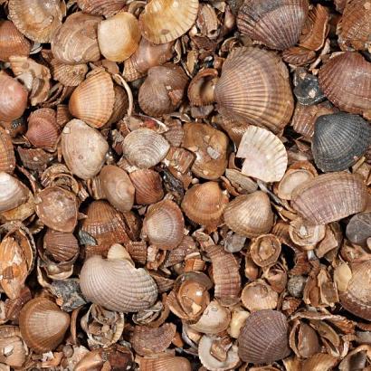 Schelpen (schoongewassen) (13,5 ltr zak)